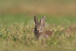 <p>KRÁLÍK DIVOKÝ (Oryctolagus cuniculus) - Mladá Boleslav ---- /European rabbit - Wildkaninchen/</p>
